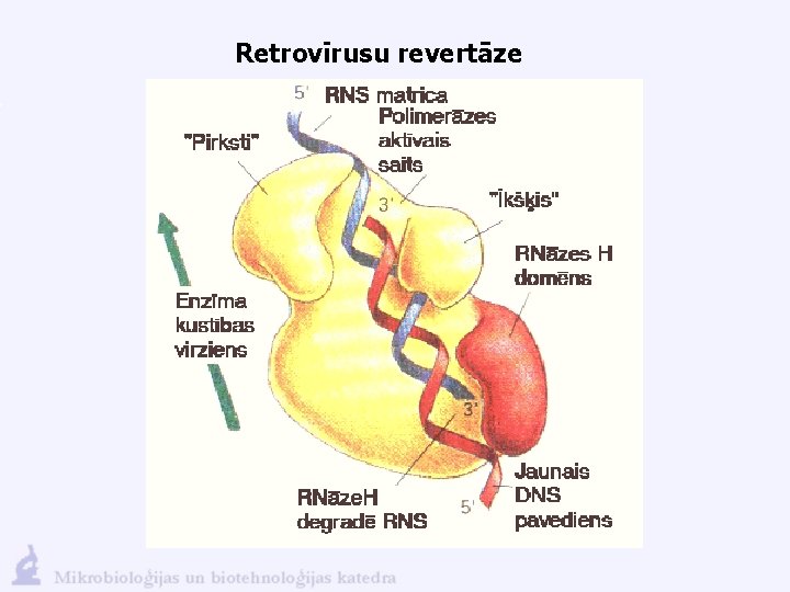 Retrovīrusu revertāze 