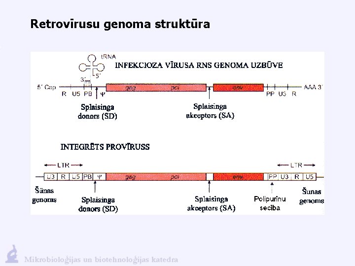 Retrovīrusu genoma struktūra 