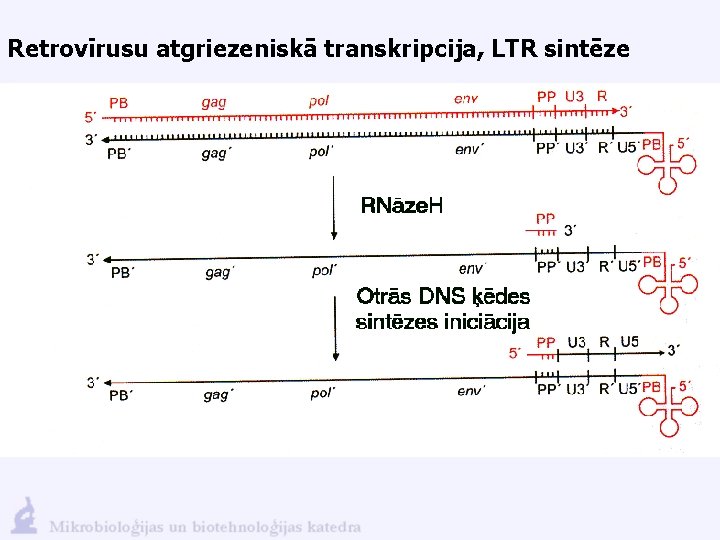 Retrovīrusu atgriezeniskā transkripcija, LTR sintēze 