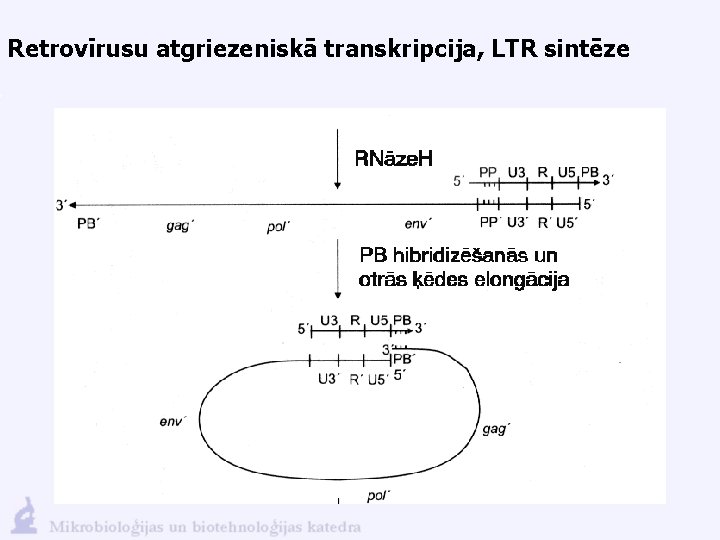 Retrovīrusu atgriezeniskā transkripcija, LTR sintēze 