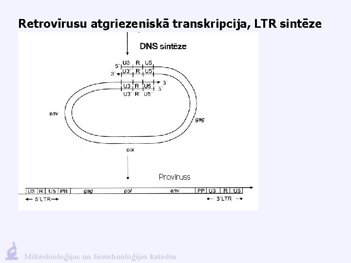 Retrovīrusu atgriezeniskā transkripcija, LTR sintēze Provīruss 