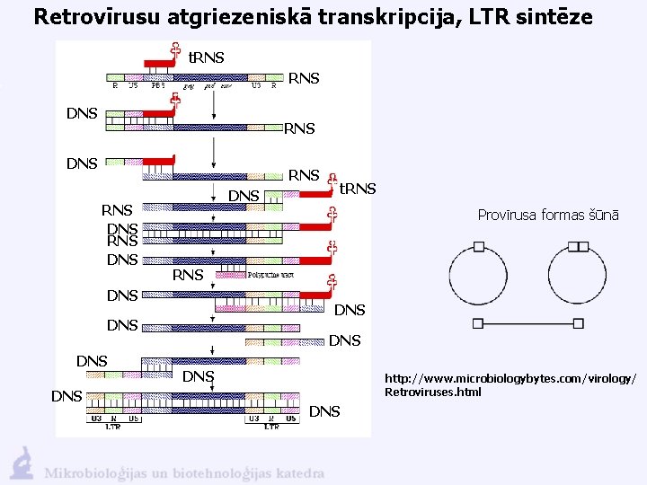 Retrovīrusu atgriezeniskā transkripcija, LTR sintēze t. RNS RNS DNS DNS Provīrusa formas šūnā RNS