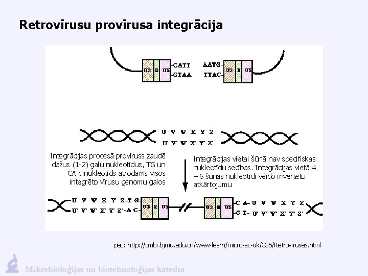 Retrovīrusu provīrusa integrācija Integrācijas procesā provīruss zaudē dažus (1 -2) galu nukleotīdus, TG un