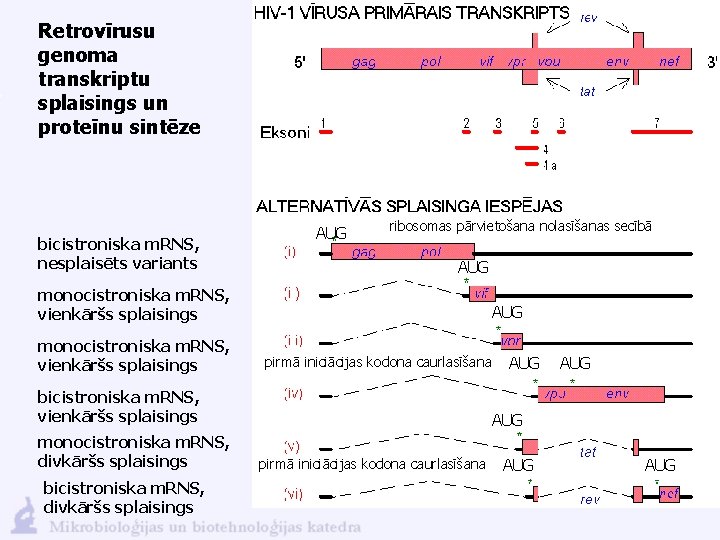 Retrovīrusu genoma transkriptu splaisings un proteīnu sintēze bicistroniska m. RNS, nesplaisēts variants AUG ribosomas