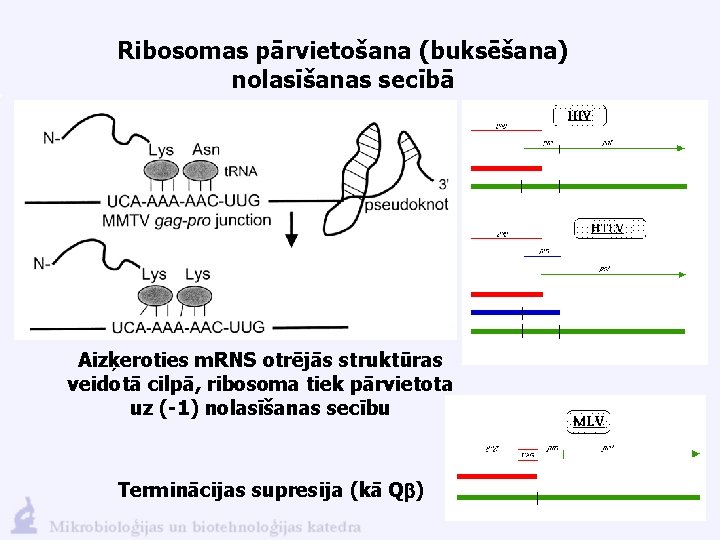 Ribosomas pārvietošana (buksēšana) nolasīšanas secībā Aizķeroties m. RNS otrējās struktūras veidotā cilpā, ribosoma tiek