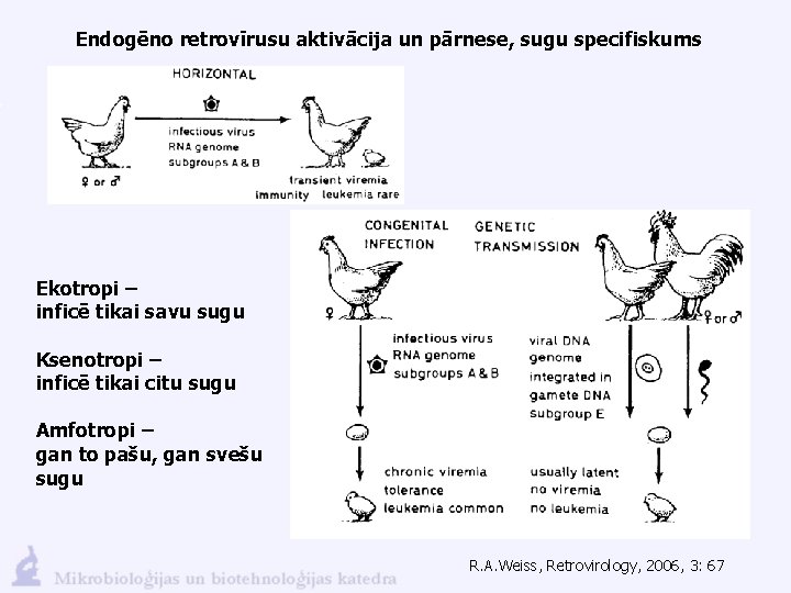 Endogēno retrovīrusu aktivācija un pārnese, sugu specifiskums Ekotropi – inficē tikai savu sugu Ksenotropi