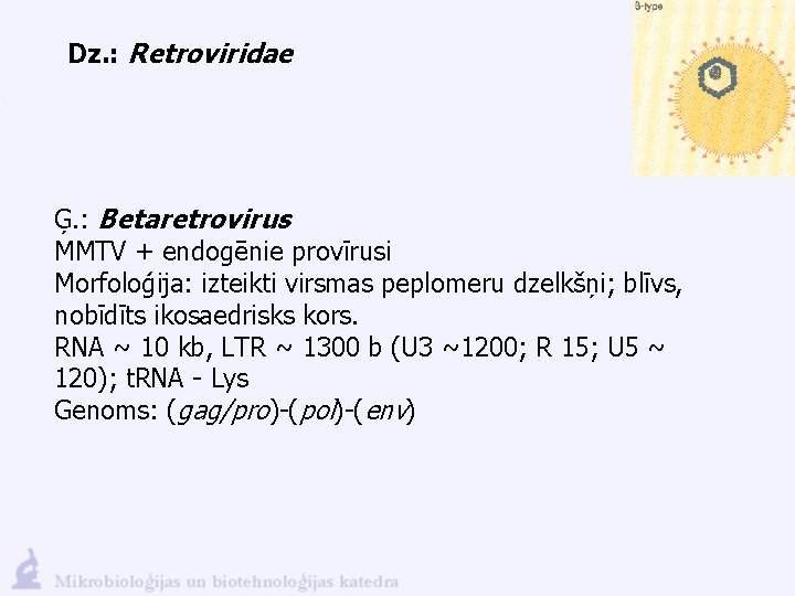 Dz. : Retroviridae Ģ. : Betaretrovirus MMTV + endogēnie provīrusi Morfoloģija: izteikti virsmas peplomeru