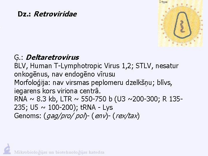 Dz. : Retroviridae Ģ. : Deltaretrovirus BLV, Human T-Lymphotropic Virus 1, 2; STLV, nesatur