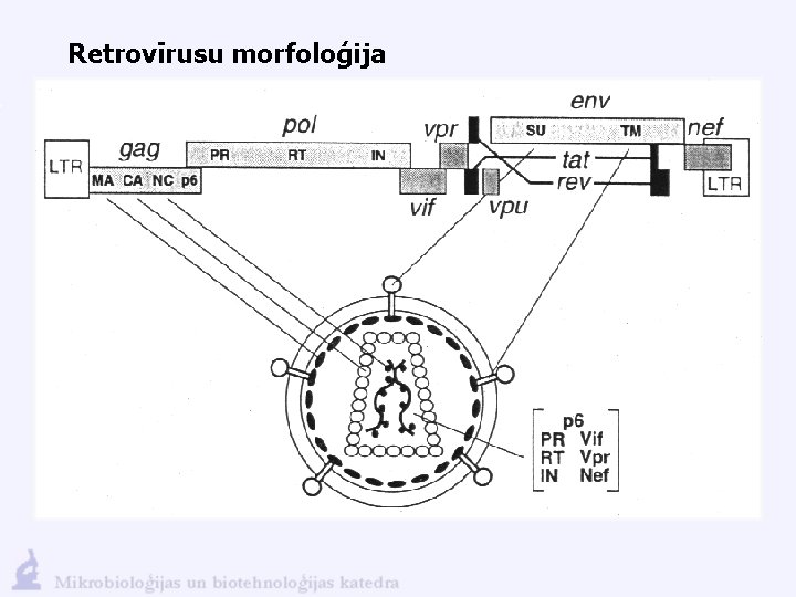 Retrovīrusu morfoloģija 