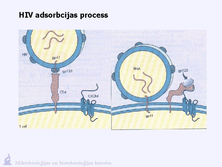 HIV adsorbcijas process 