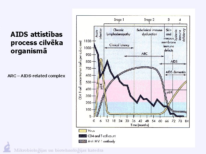 AIDS attīstības process cilvēka organismā ARC – AIDS-related complex 