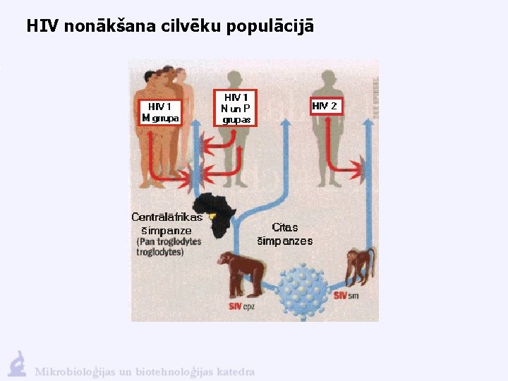 HIV nonākšana cilvēku populācijā 