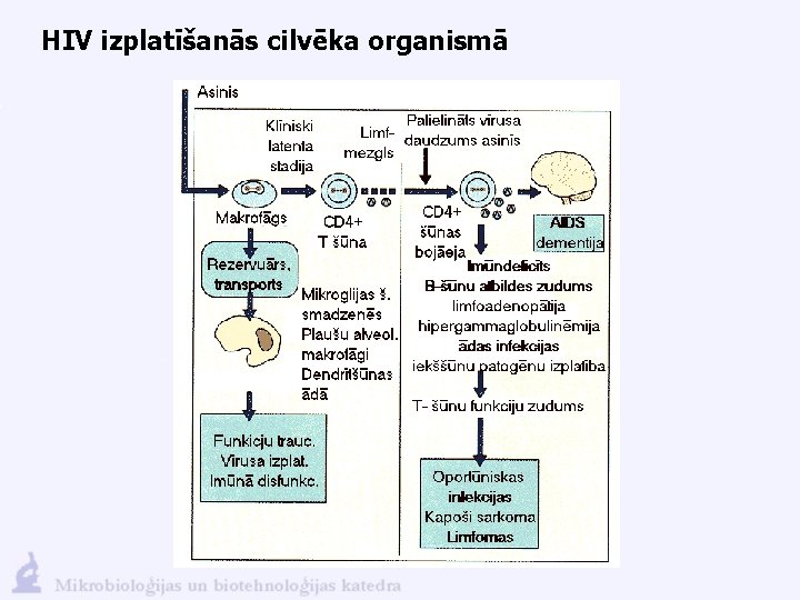 HIV izplatīšanās cilvēka organismā 