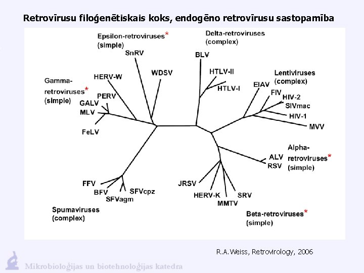 Retrovīrusu filoģenētiskais koks, endogēno retrovīrusu sastopamība R. A. Weiss, Retrovirology, 2006 