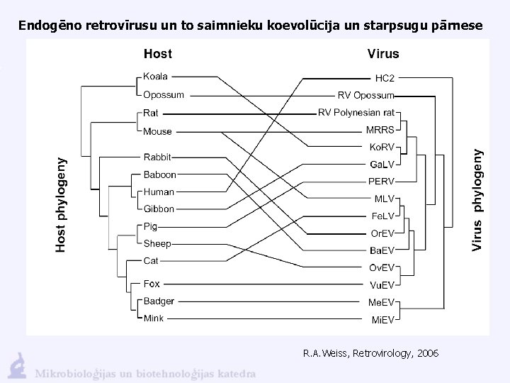 Endogēno retrovīrusu un to saimnieku koevolūcija un starpsugu pārnese R. A. Weiss, Retrovirology, 2006