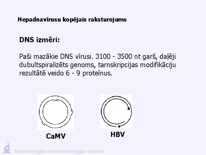 Hepadnavīrusu kopējais raksturojums DNS izmēri: Paši mazākie DNS vīrusi. 3100 - 3500 nt garš,