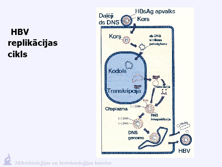 HBV replikācijas cikls 