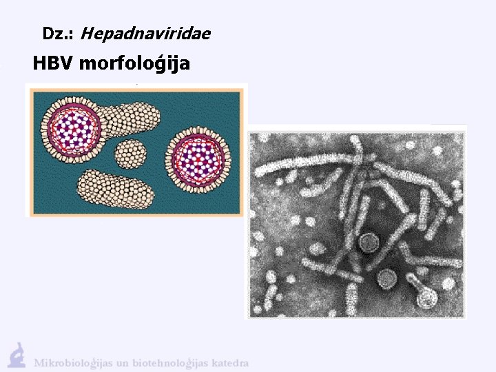 Dz. : Hepadnaviridae HBV morfoloģija 