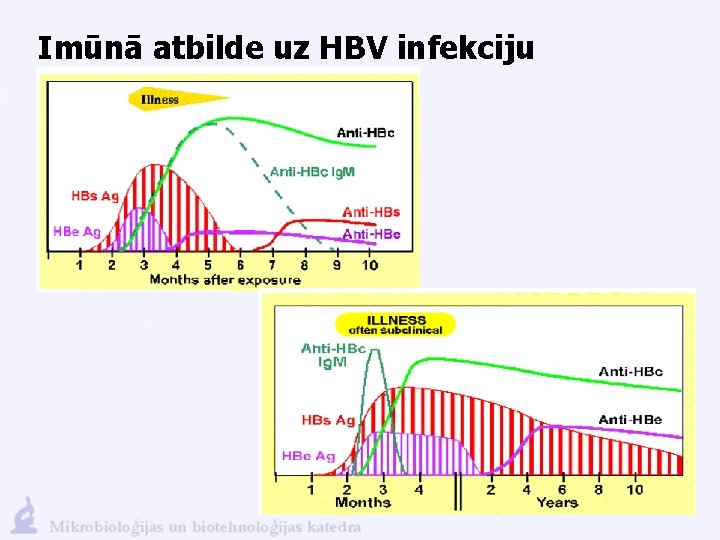 Imūnā atbilde uz HBV infekciju 