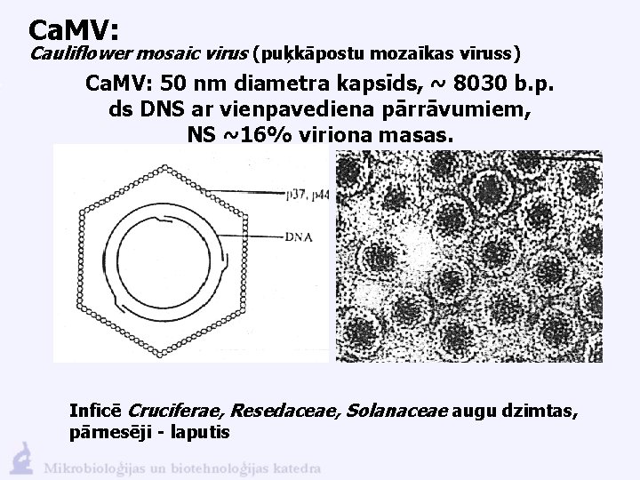 Ca. MV: Cauliflower mosaic virus (puķkāpostu mozaīkas vīruss) Ca. MV: 50 nm diametra kapsīds,