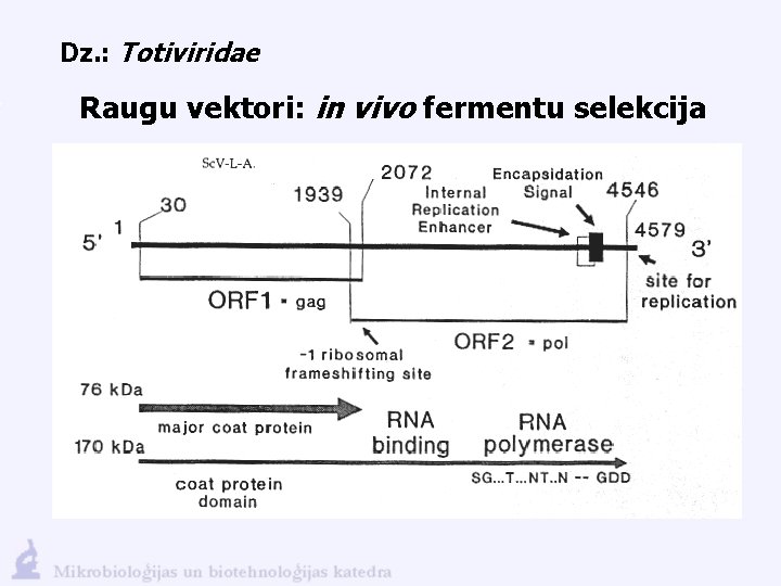 Dz. : Totiviridae Raugu vektori: in vivo fermentu selekcija 