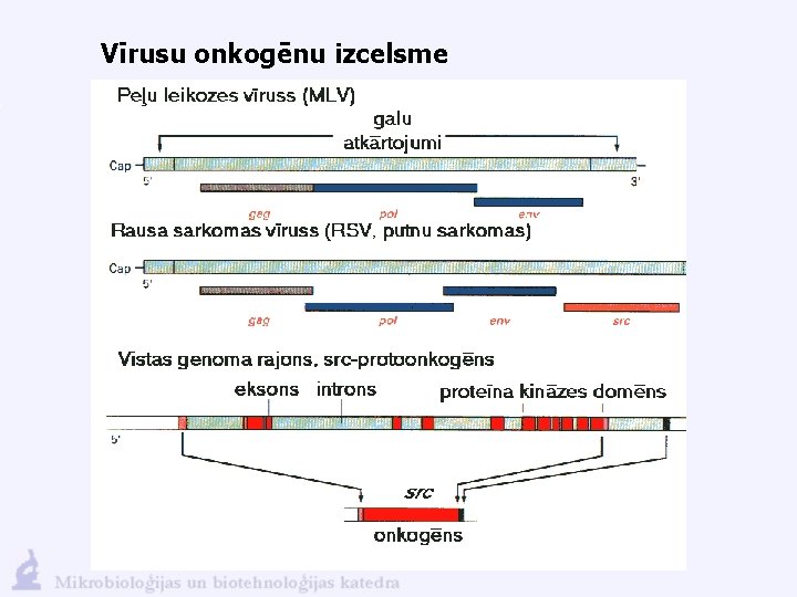 Vīrusu onkogēnu izcelsme 