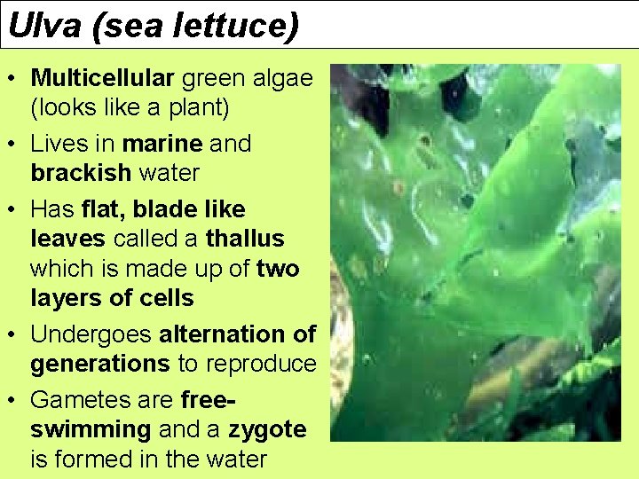 Ulva (sea lettuce) • Multicellular green algae (looks like a plant) • Lives in
