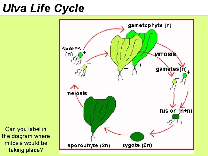 Ulva Life Cycle MITOSIS Can you label in the diagram where mitosis would be