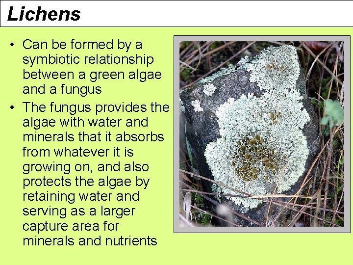 Lichens • Can be formed by a symbiotic relationship between a green algae and