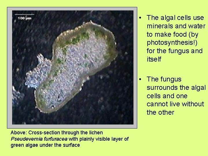  • The algal cells use minerals and water to make food (by photosynthesis!)