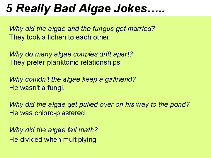 5 Really Bad Algae Jokes…. . Why did the algae and the fungus get