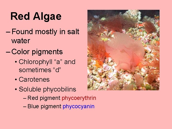 Red Algae – Found mostly in salt water – Color pigments • Chlorophyll “a”