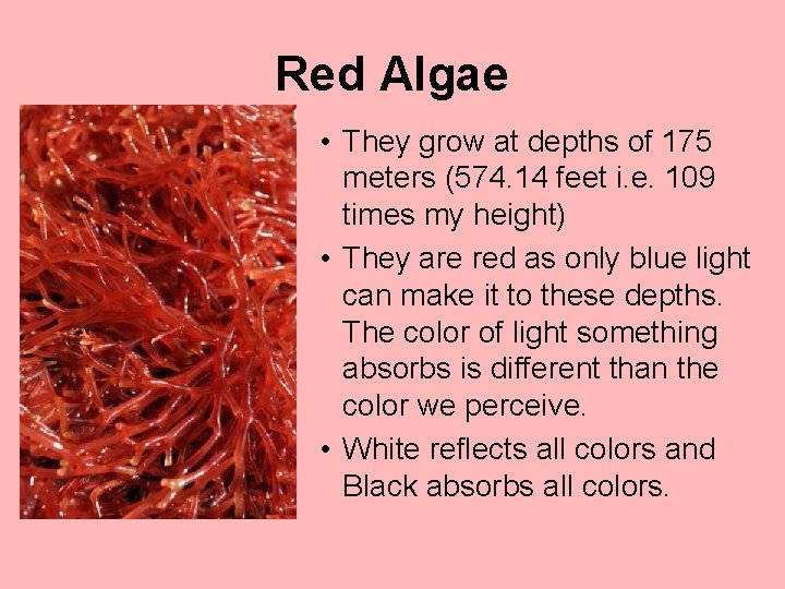 Red Algae • They grow at depths of 175 meters (574. 14 feet i.