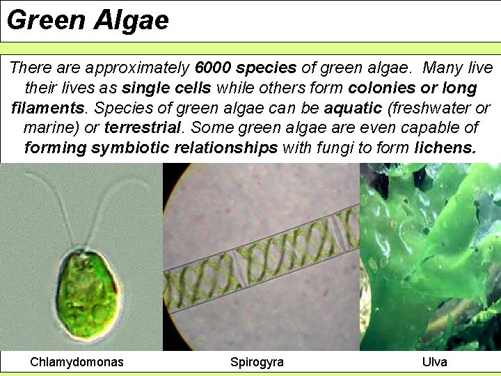 Green Algae There approximately 6000 species of green algae. Many live their lives as