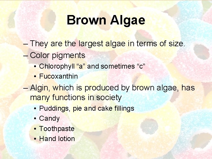 Brown Algae – They are the largest algae in terms of size. – Color