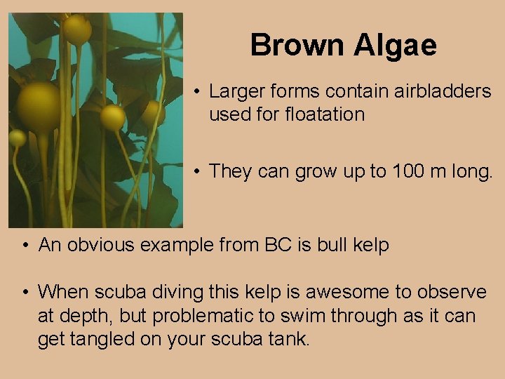 Brown Algae • Larger forms contain airbladders used for floatation • They can grow