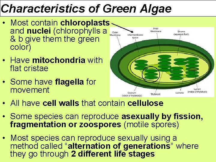 Characteristics of Green Algae • Most contain chloroplasts and nuclei (chlorophylls a & b