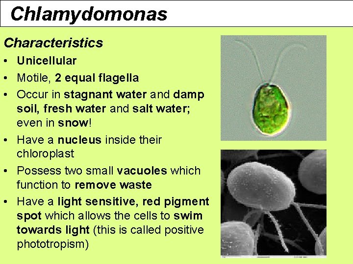 Chlamydomonas Characteristics • Unicellular • Motile, 2 equal flagella • Occur in stagnant water