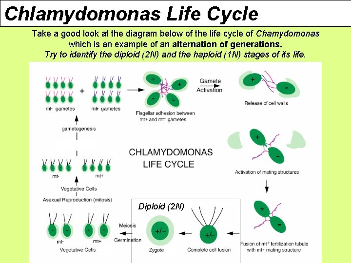 Chlamydomonas Life Cycle Take a good look at the diagram below of the life