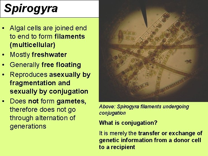 Spirogyra • Algal cells are joined end to form filaments (multicellular) • Mostly freshwater