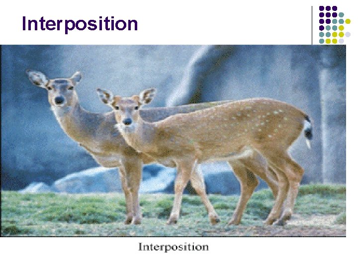 Interposition 