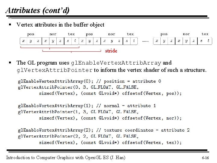 Attributes (cont’d) § Vertex attributes in the buffer object stride § The GL program