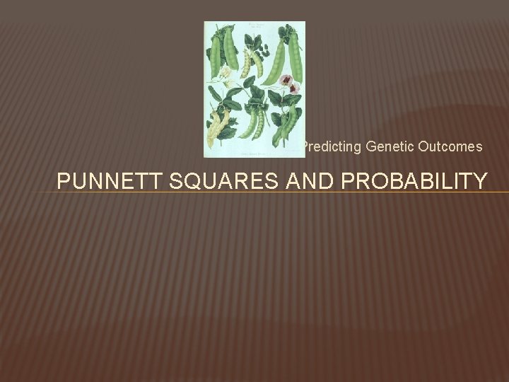 Predicting Genetic Outcomes PUNNETT SQUARES AND PROBABILITY 