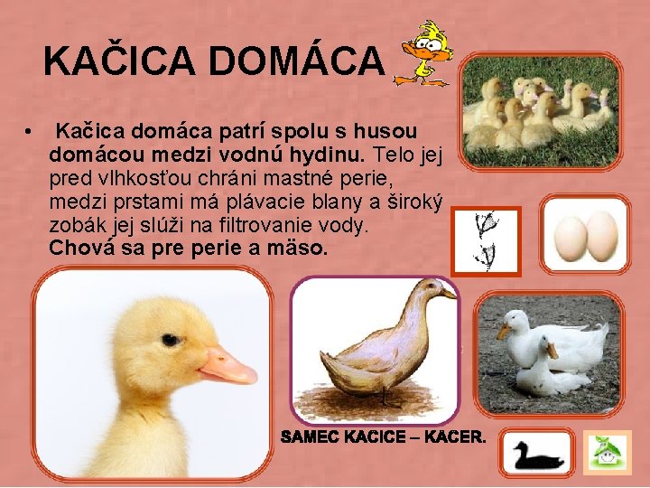KAČICA DOMÁCA • Kačica domáca patrí spolu s husou domácou medzi vodnú hydinu. Telo