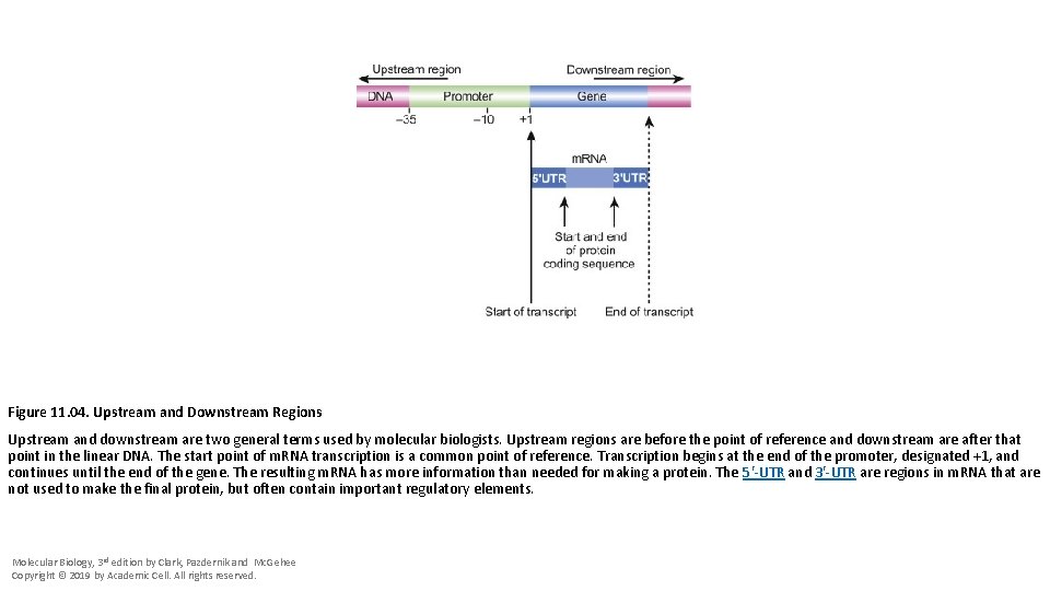 Upstream Region Unit 3 The Central Dogma of Molecular Biology