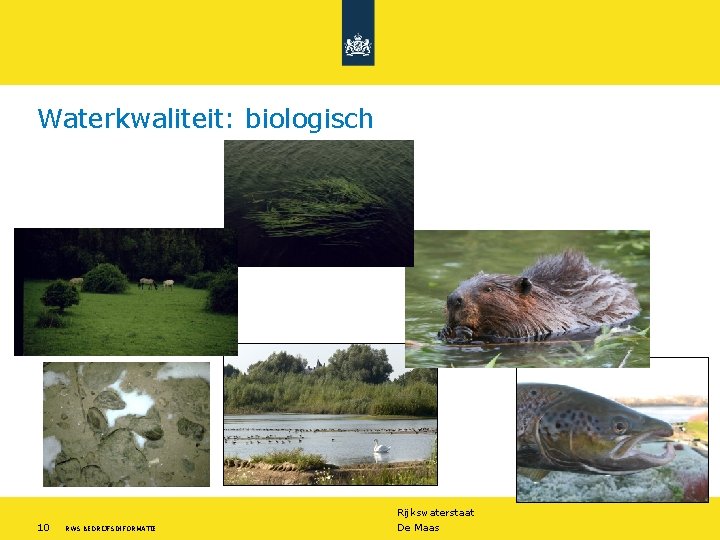 Waterkwaliteit: biologisch Rijkswaterstaat 10 RWS BEDRIJFSINFORMATIE De Maas 