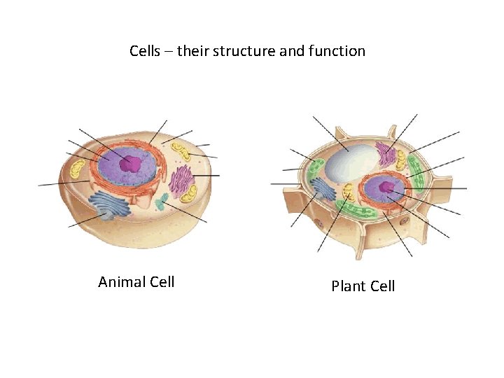 Cells – their structure and function Animal Cell Plant Cell 