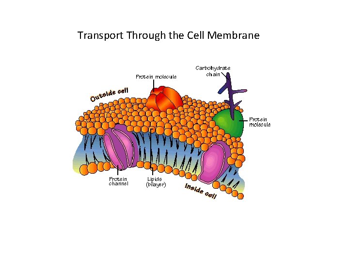 Transport Through the Cell Membrane 