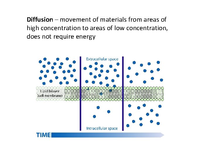 Diffusion – movement of materials from areas of high concentration to areas of low