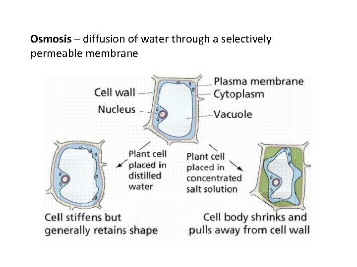 Osmosis – diffusion of water through a selectively permeable membrane 